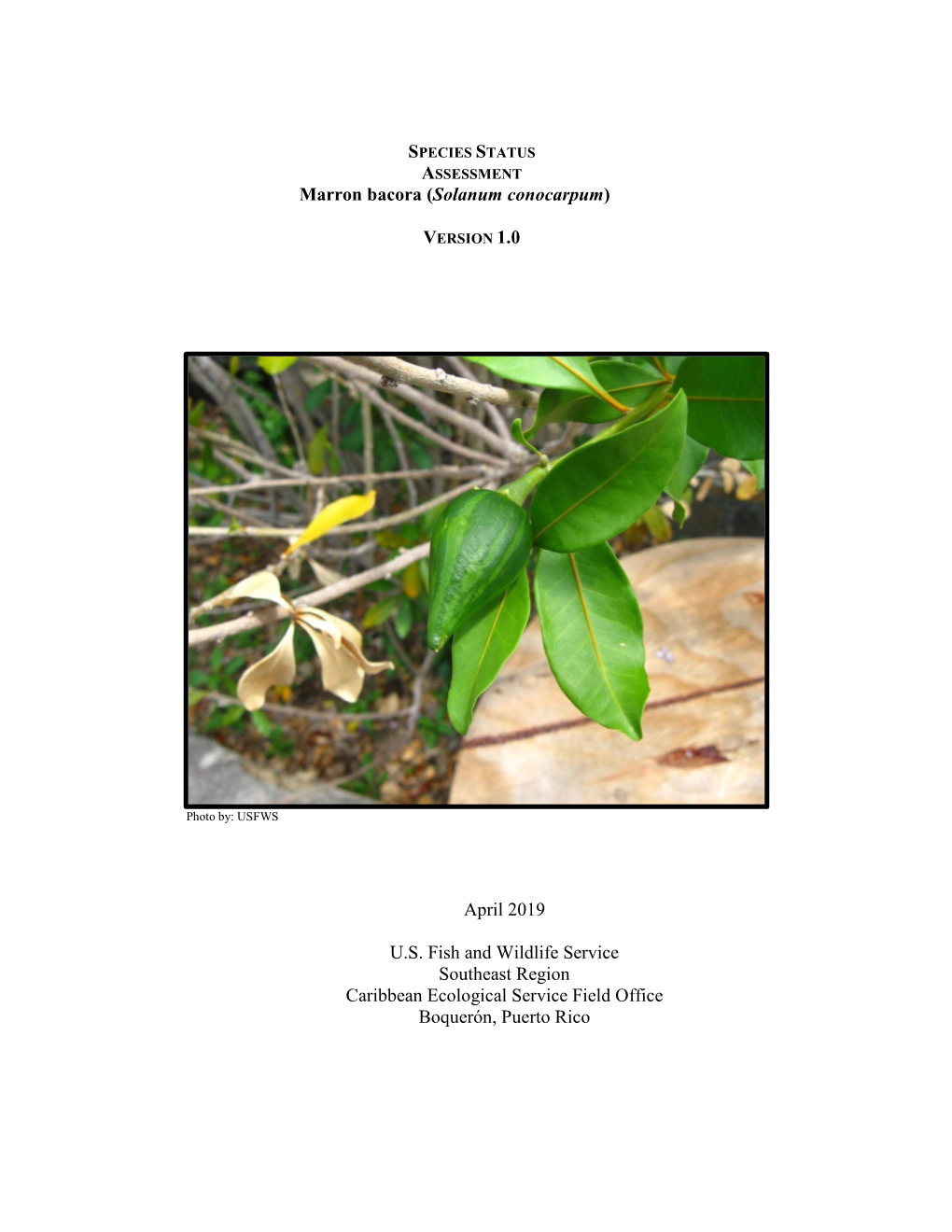 Marron Bacora (Solanum Conocarpum) April 2019 U.S. Fish and Wildlife