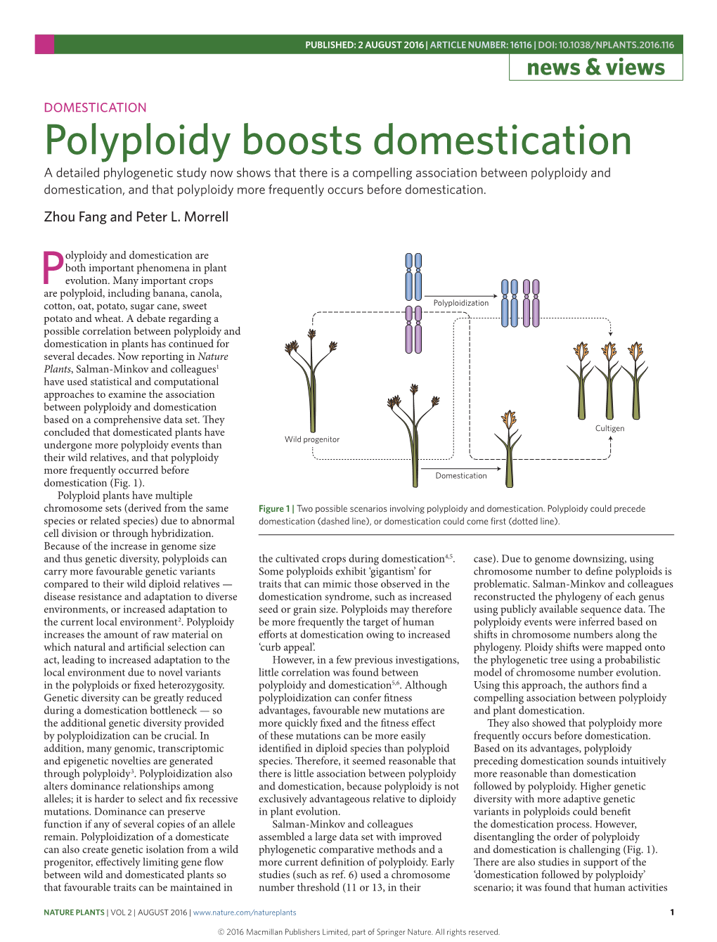 Domestication: Polyploidy Boosts Domestication