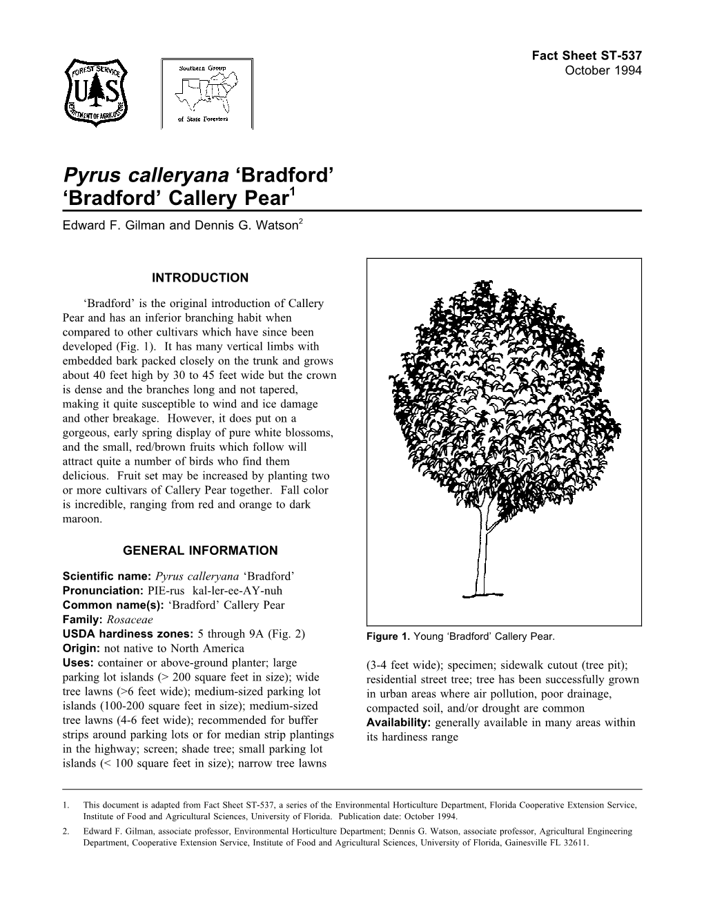 Pyrus Calleryana 'Bradford' 'Bradford' Callery Pear