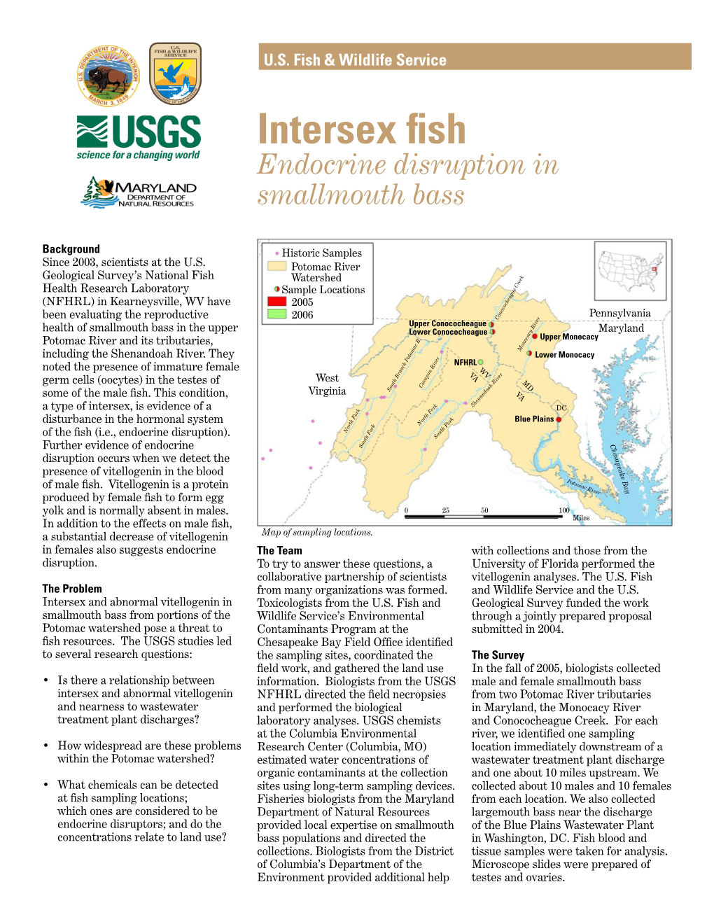 Intersex Fish Endocrine Disruption in Smallmouth Bass