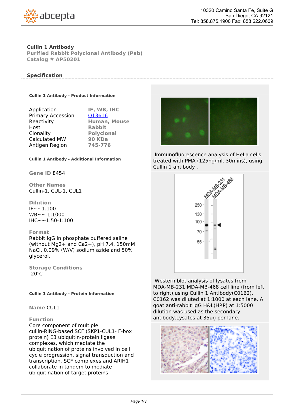 Cullin 1 Antibody Purified Rabbit Polyclonal Antibody (Pab) Catalog # AP50201