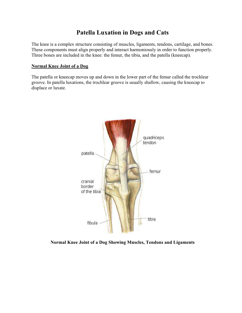 Patella Luxation in Dogs and Cats