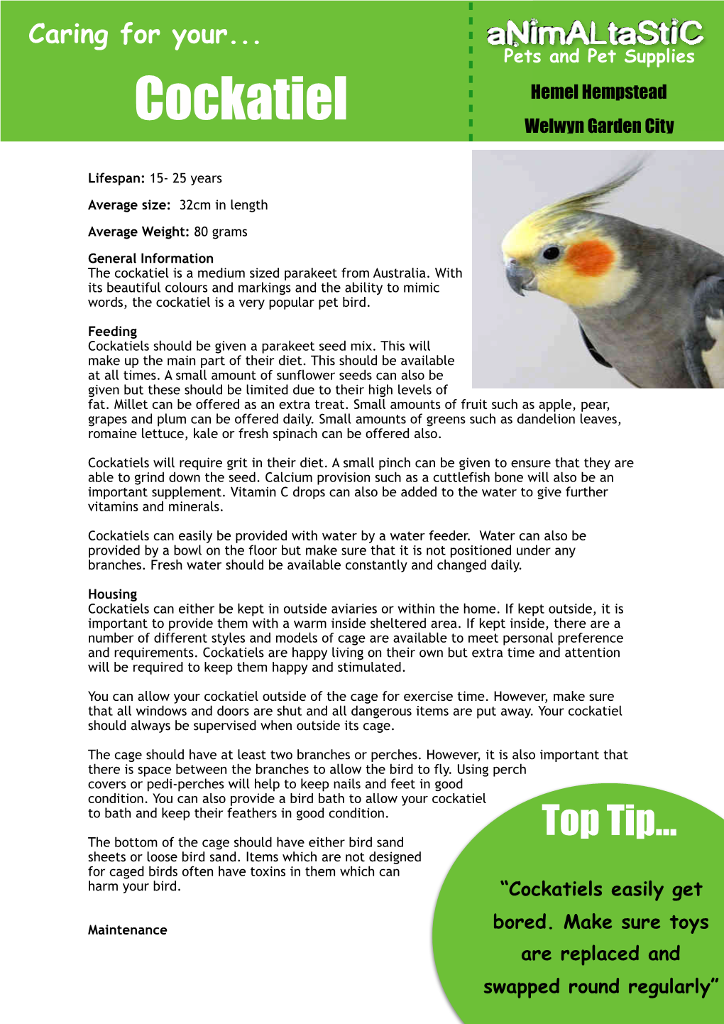 Cockatiel Caresheet