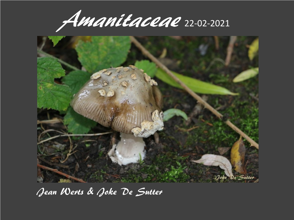 Amanitaceae 22-02-2021