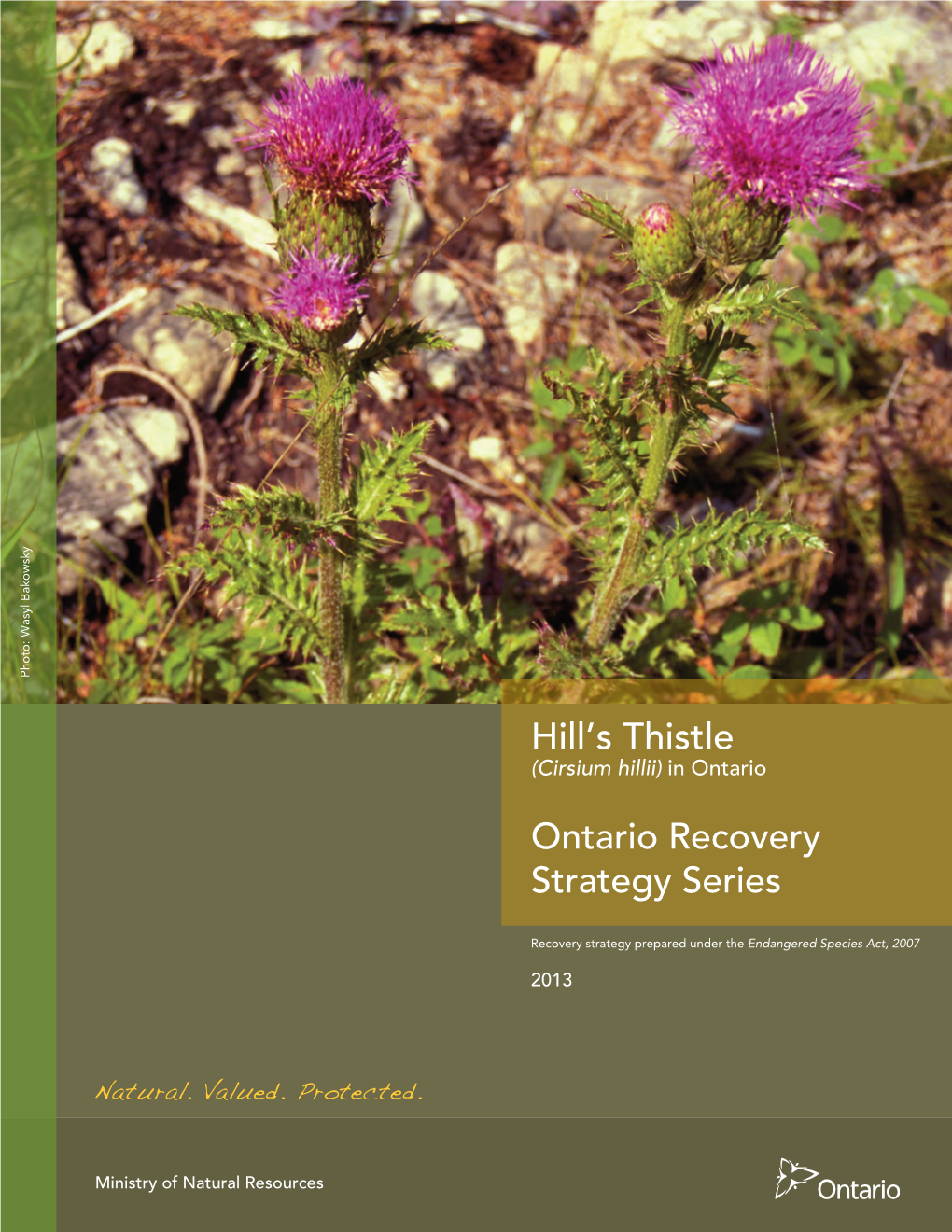 Hill's Thistle