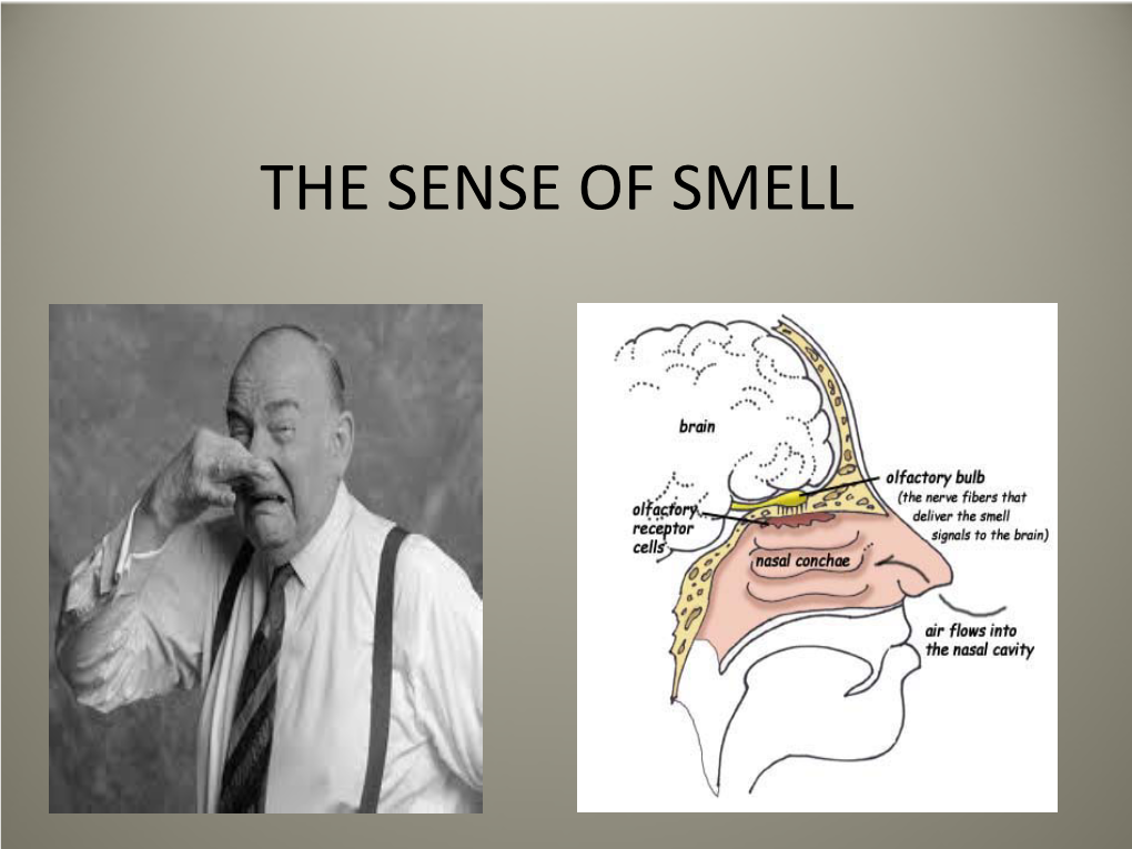 THE SENSE of SMELL Objectives Sense of Smell the Olfactory System Nasal Epithelium