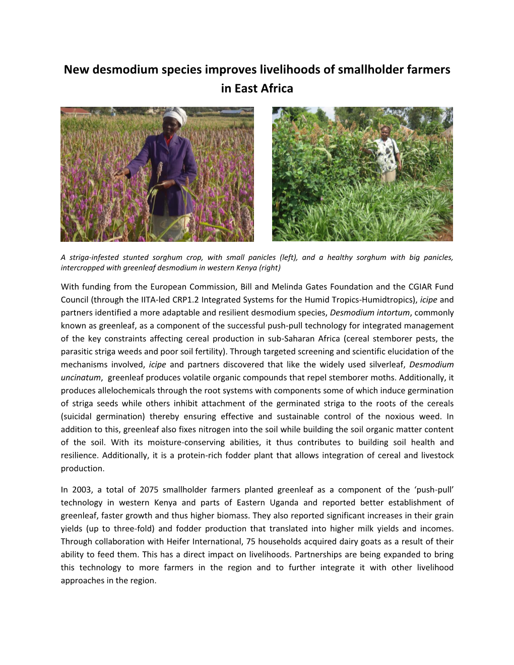 New Desmodium Species Improves Livelihoods of Smallholder Farmers in East Africa