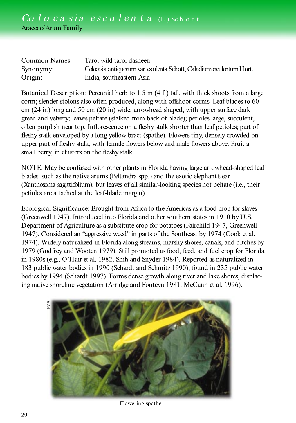 Colocasia Esculenta (L.) Schott Araceae/Arum Family