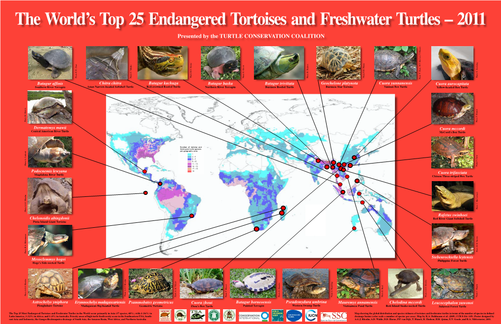 The World's Top 25 Endangered Tortoises and Freshwater Turtles – 2011