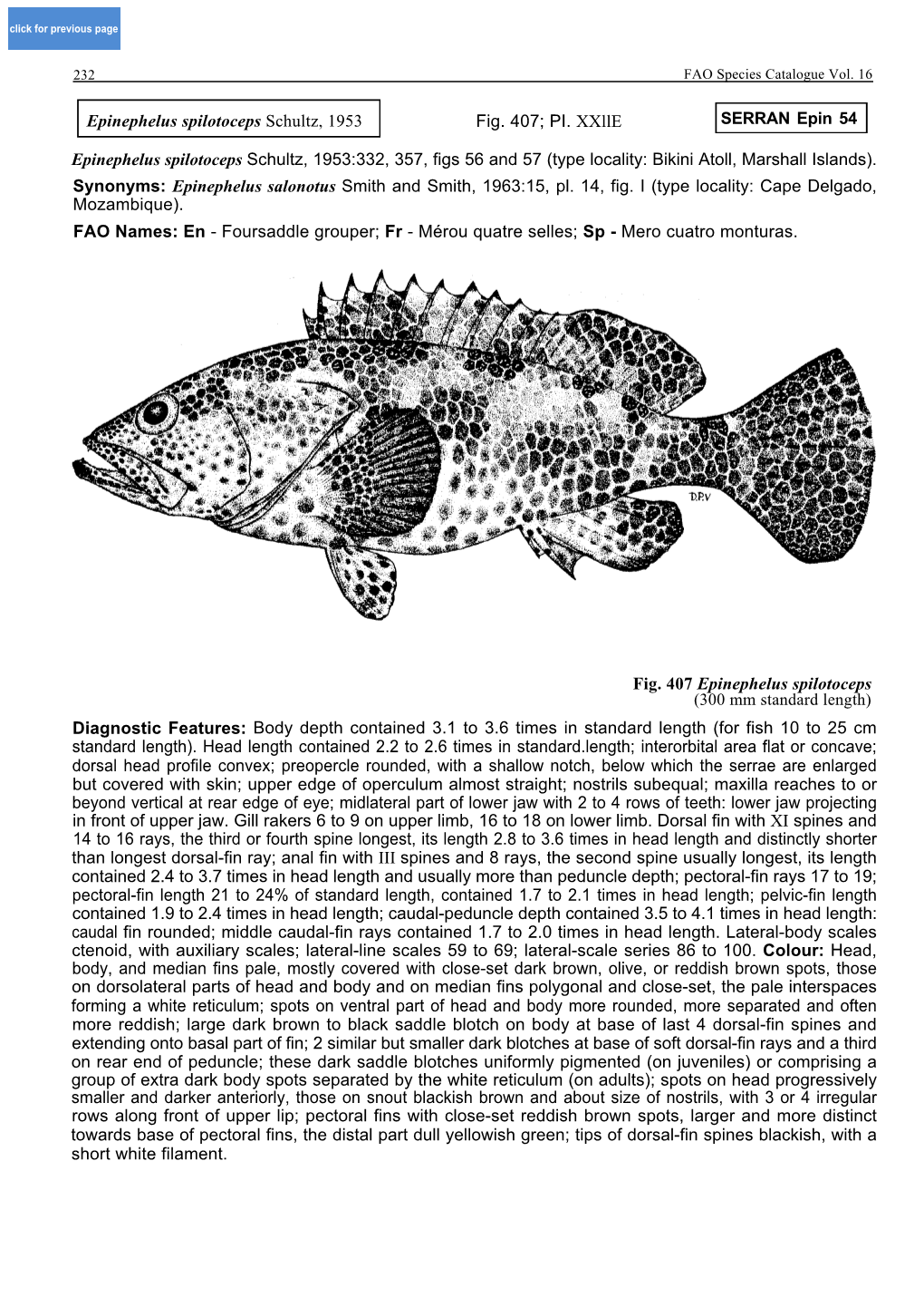 Epinephelus Spilotoceps Schultz, 1953:332, 357, Figs 56 and 57 (Type Locality: Bikini Atoll, Marshall Islands)