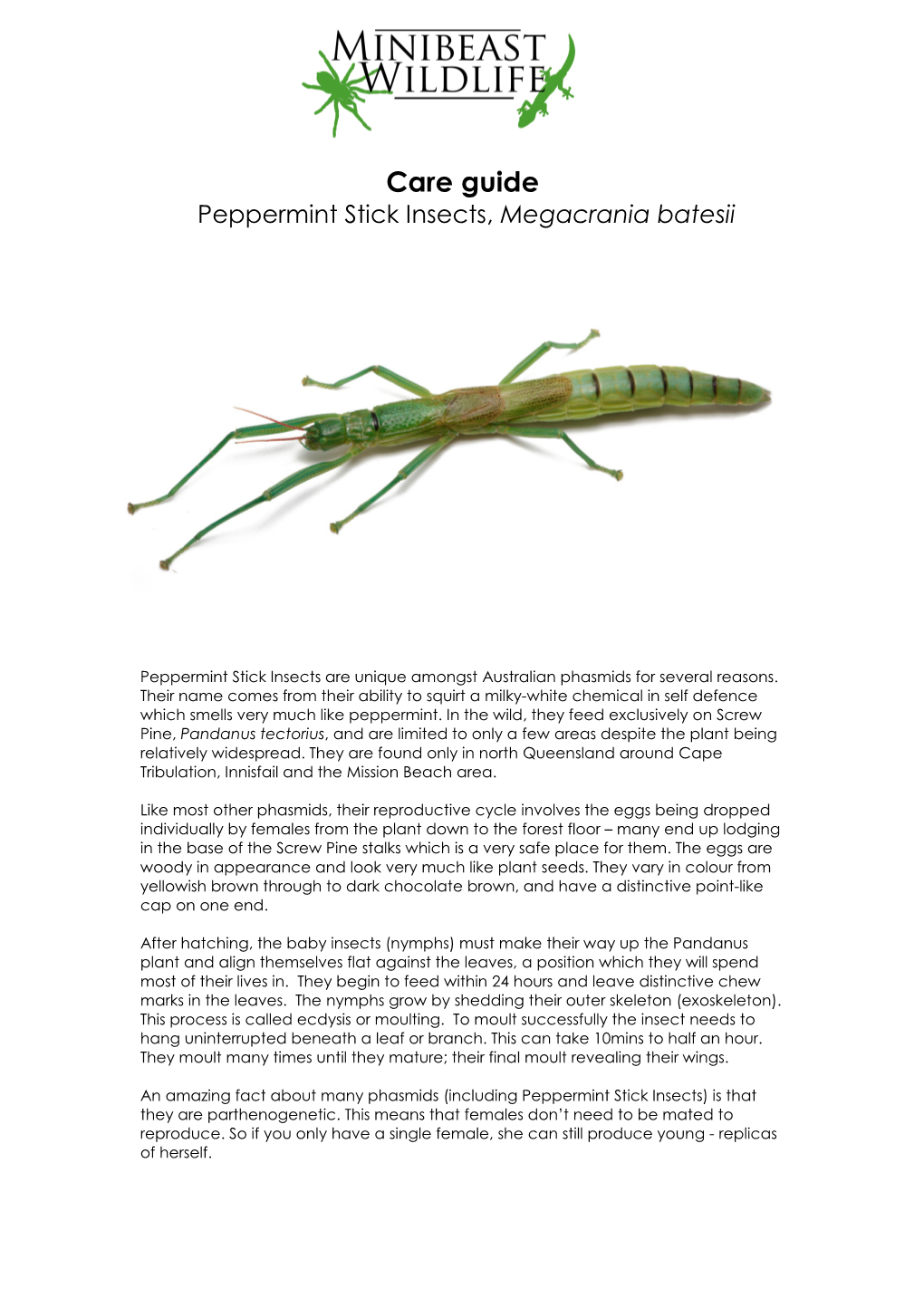 Peppermint Stick Insect, Megacrania Batesii