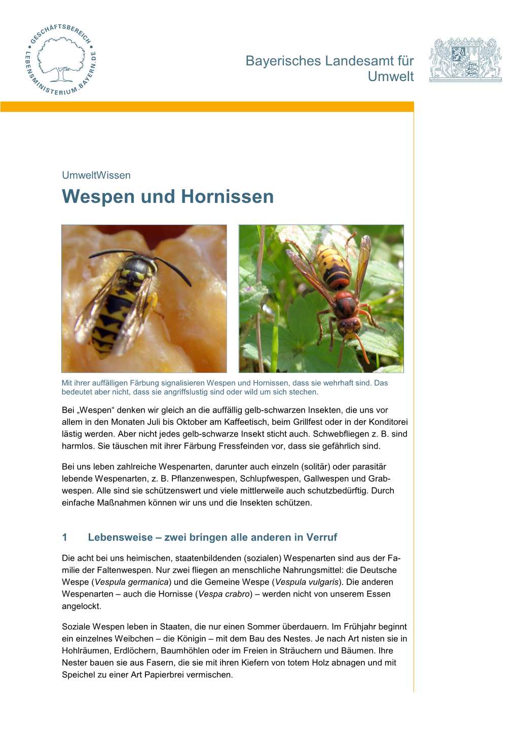 Wespen Und Hornissen