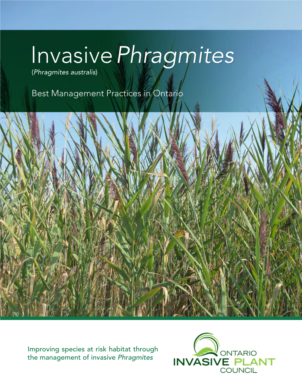 Phragmites Best Management Practices: Improving Species at Risk Habitat Through Phragmites Management 1 Impacts of Phragmites