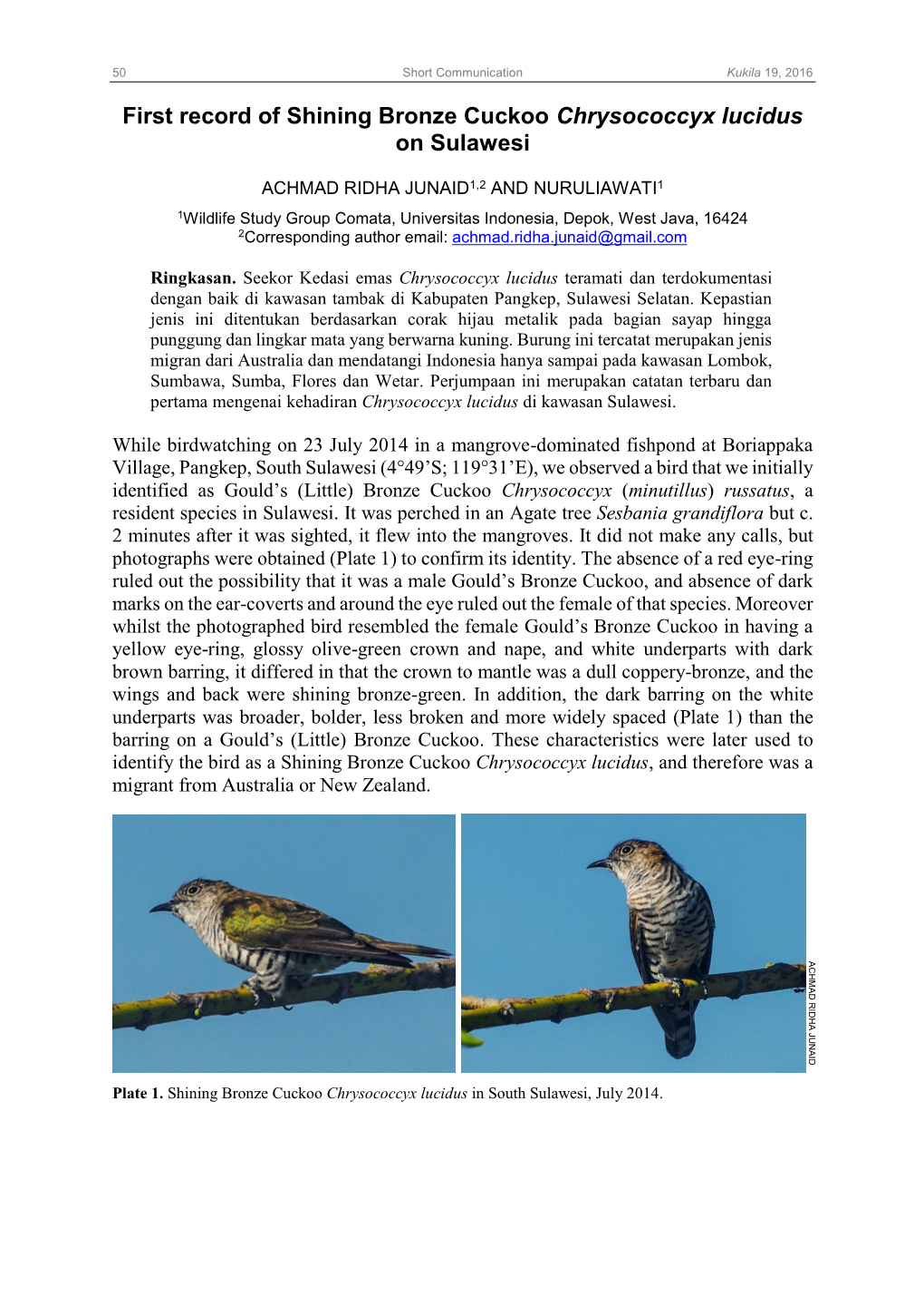 First Record of Shining Bronze Cuckoo Chrysococcyx Lucidus on Sulawesi