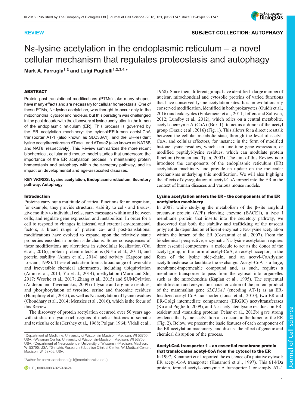 Nε-Lysine Acetylation in the Endoplasmic Reticulum – a Novel