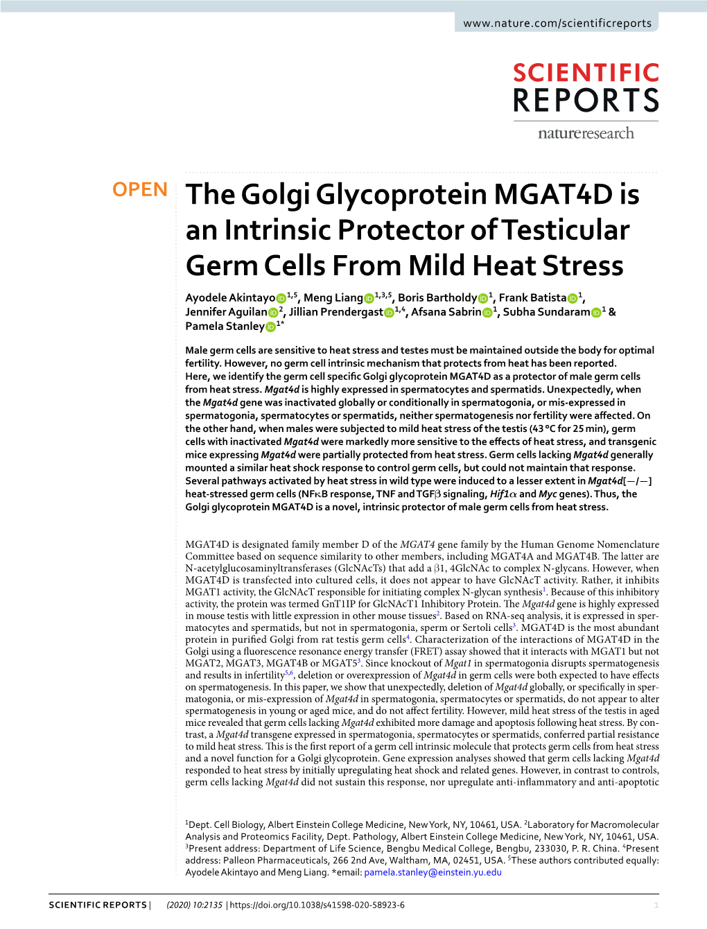 The Golgi Glycoprotein MGAT4D Is an Intrinsic Protector of Testicular