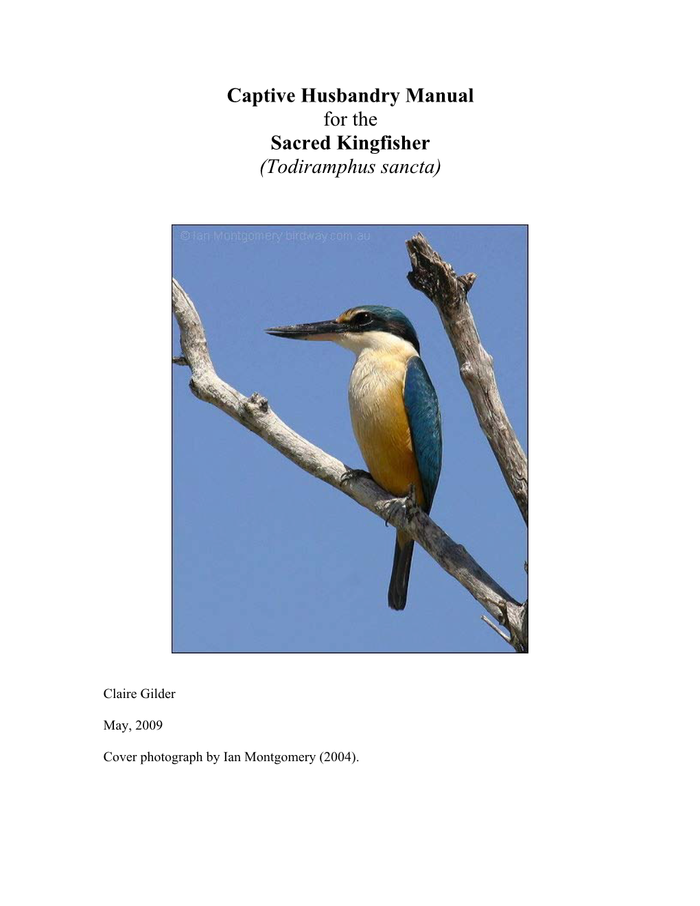 Sacred Kingfisher (Todiramphus Sancta)