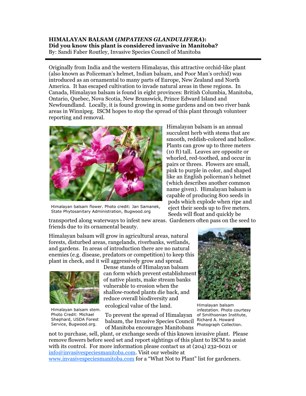 HIMALAYAN BALSAM (IMPATIENS GLANDULIFERA): Did You Know This Plant Is Considered Invasive in Manitoba? By: Sandi Faber Routley, Invasive Species Council of Manitoba