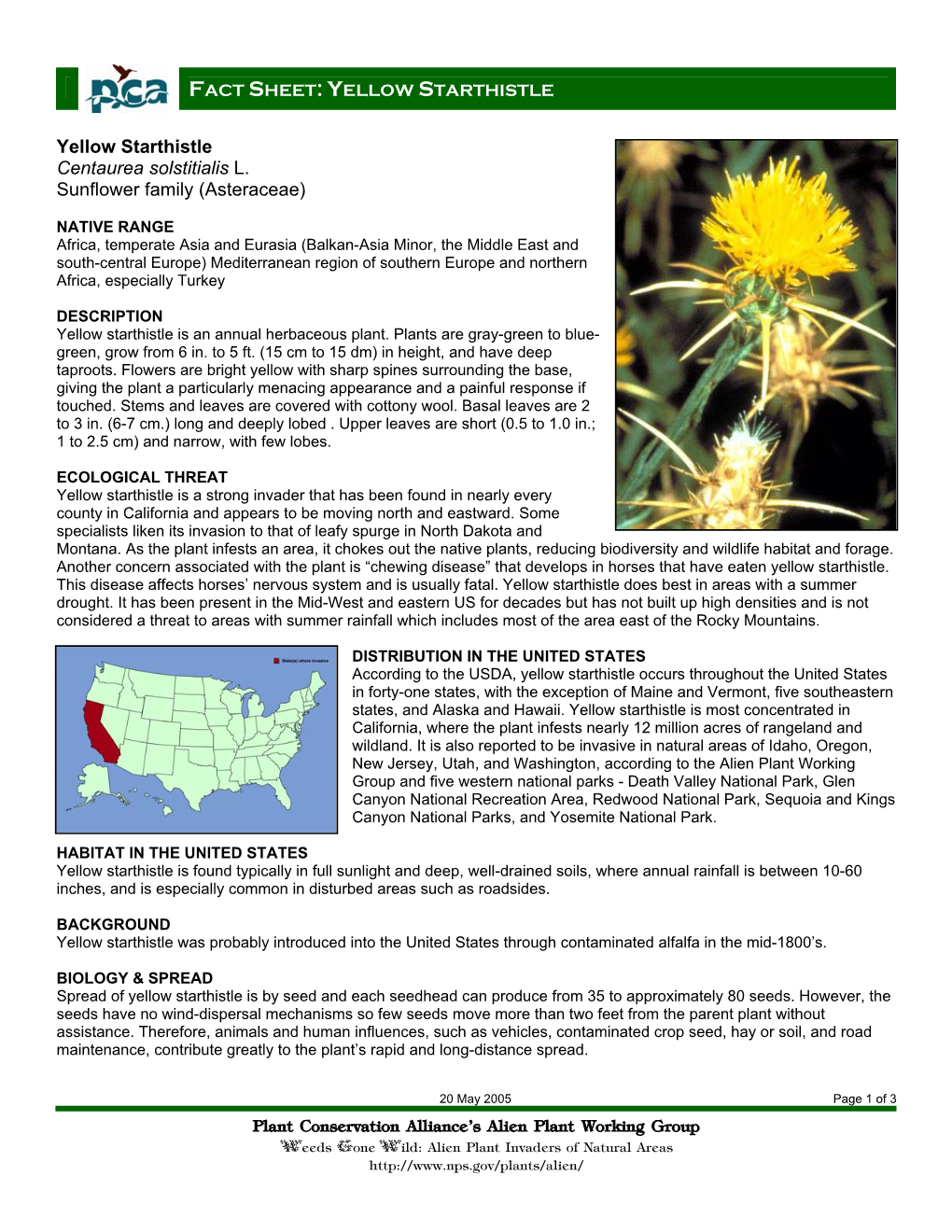 Yellow Starthistle