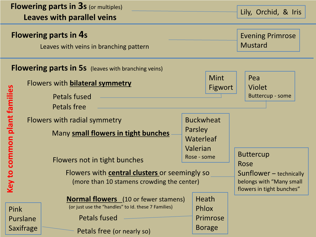 Flowering Parts in 3S (Or Multiples) Leaves with Parallel Veins