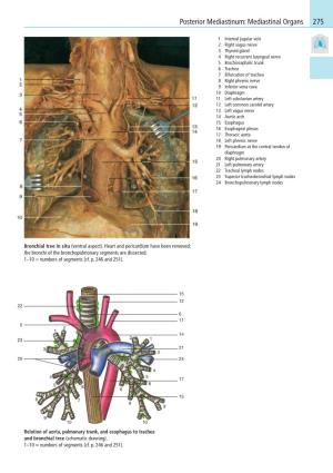 Posterior Mediastinum: Mediastinal Organs 275