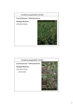 Vorstellung Ausgewählter Familien Caryophyllaceae