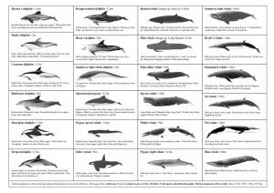 Whale and Dolphin Sighting Form