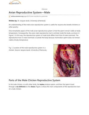 Avian Reproductive System—Male
