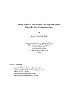 Mechanism of Nucleotide Flipping by Human Alkyladenine DNA Glycosylase