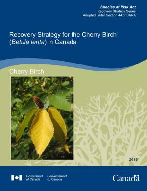 Cherry Birch (Betula Lenta) in Canada