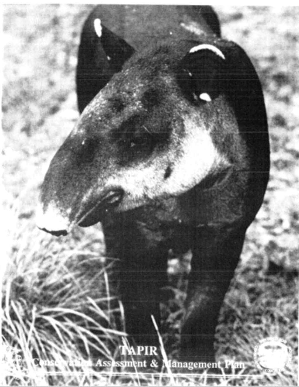 Tapir CAMP 1994.Pdf