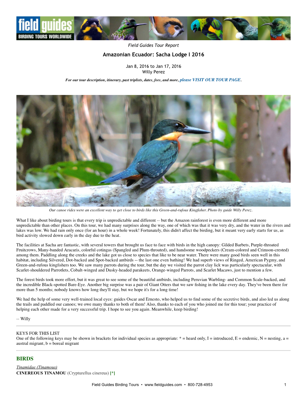 Amazonian Ecuador: Sacha Lodge I 2016 BIRDS