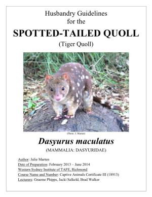 Spotted Tailed Quoll (Dasyurus Maculatus)