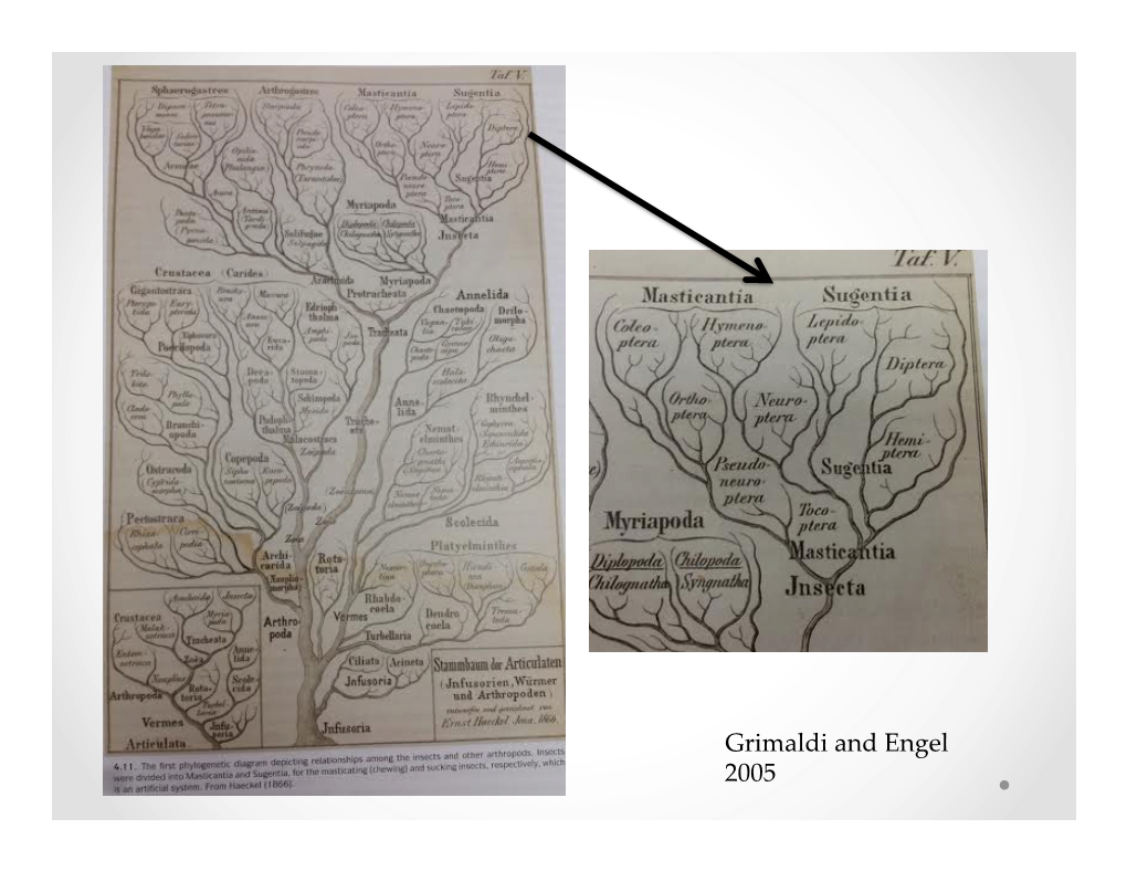 Grimaldi and Engel 2005 Current Views on Insect Diversity