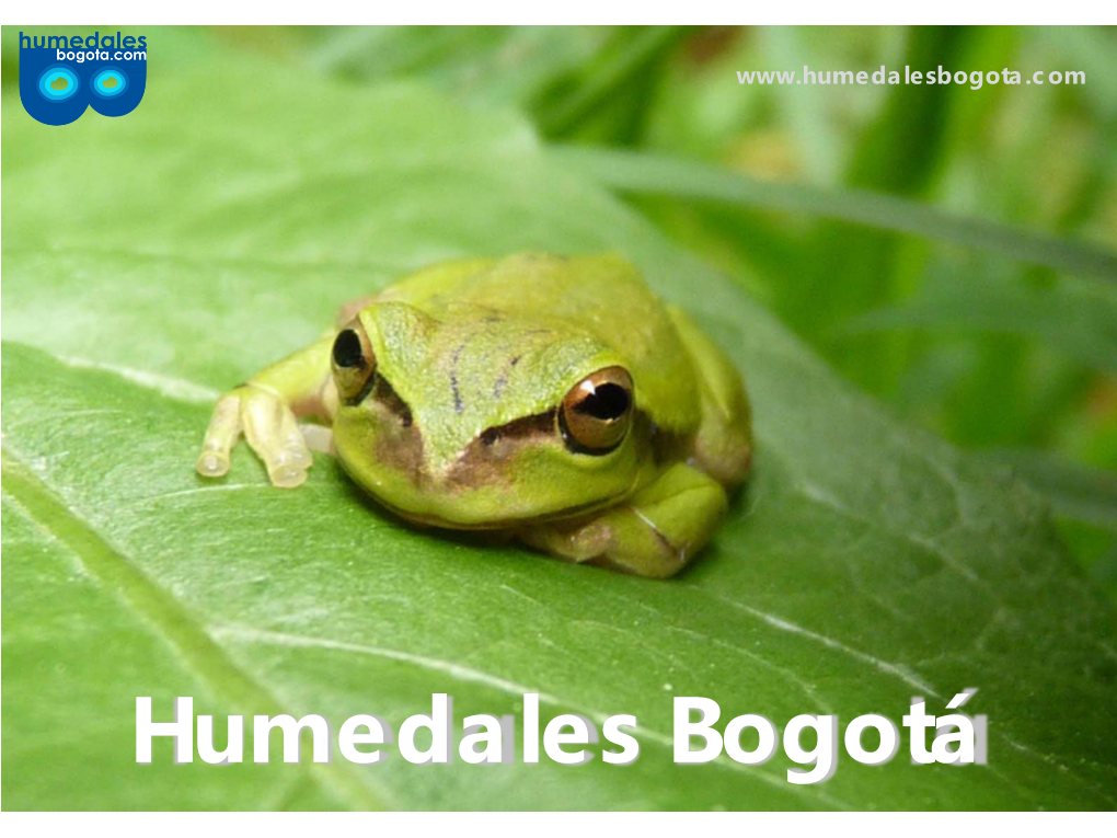 Funciones, Bienes Y Servicios De Los Humedales Para Bogotá