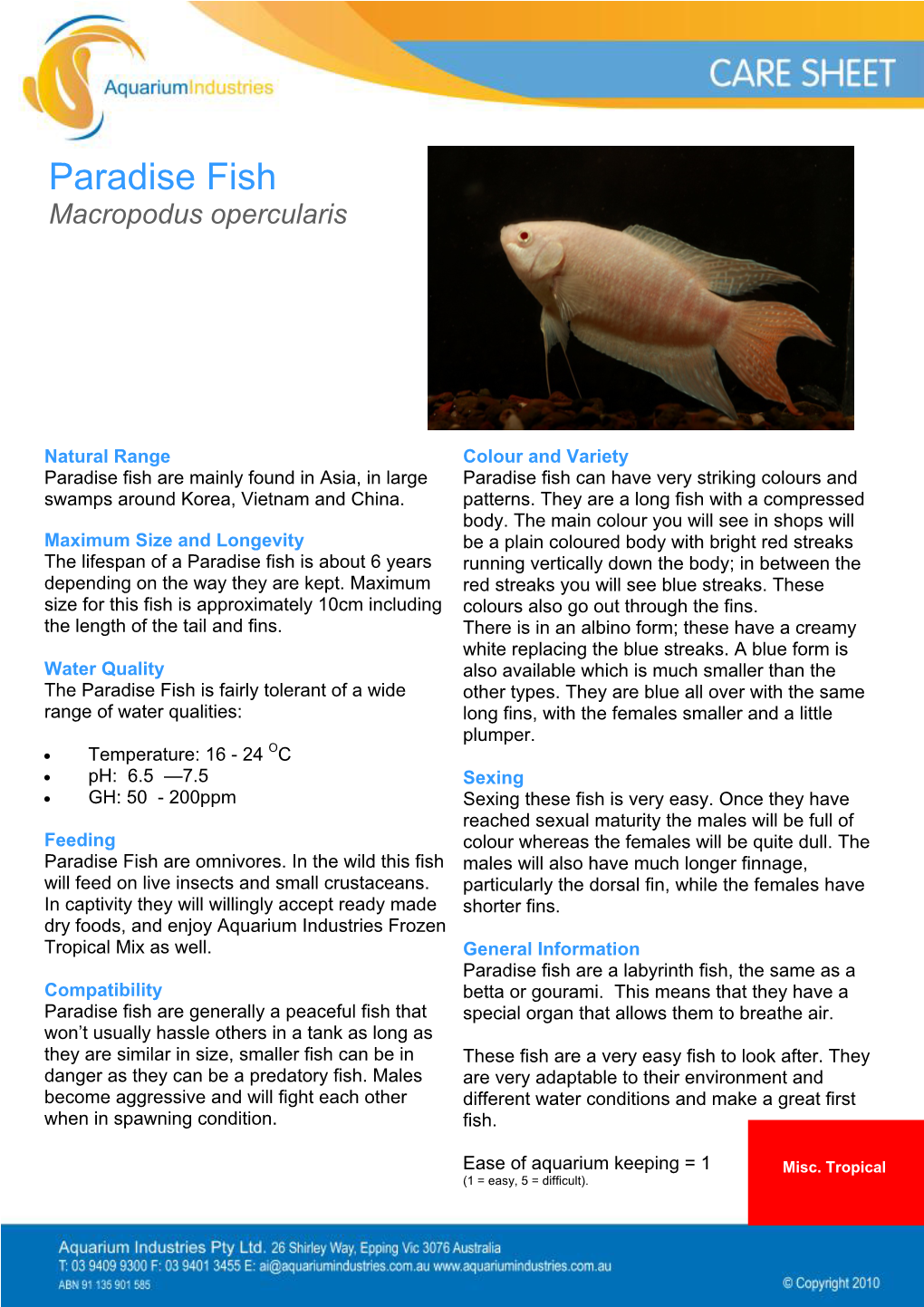 Paradise Fish Macropodus Opercularis
