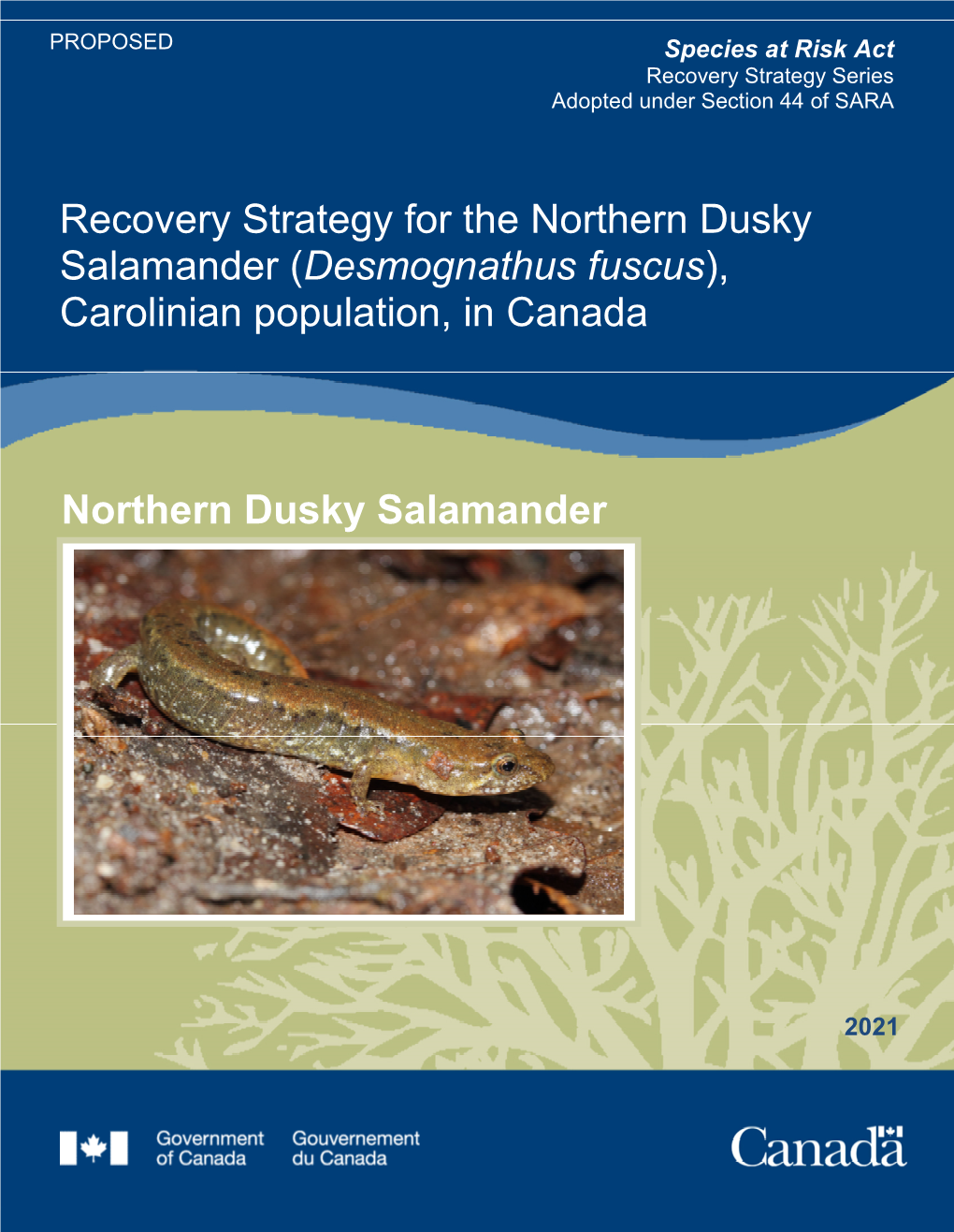 Northern Dusky Salamander (Desmognathus Fuscus), Carolinian Population, in Canada