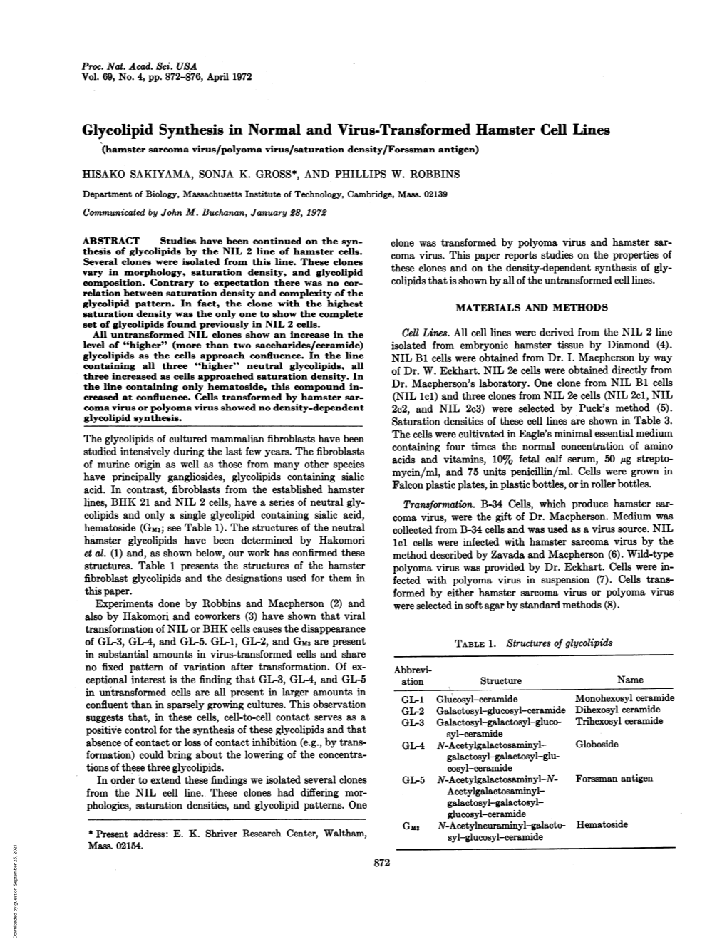 Glycolipid Synthesis in Normal and Virus-Transformed Hamster Cell