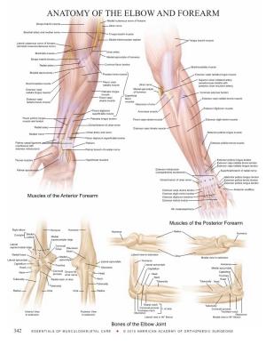 ANATOMY of the ELBOW and FOREARM Medial Cutaneous Nerve of Forearm Biceps Brachii Muscle Ulnar Nerve