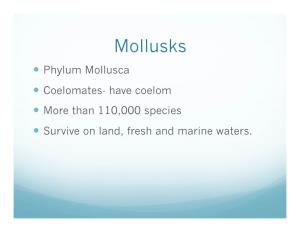 Mollusks  Phylum Mollusca  Coelomates- Have Coelom  More Than 110,000 Species  Survive on Land, Fresh and Marine Waters