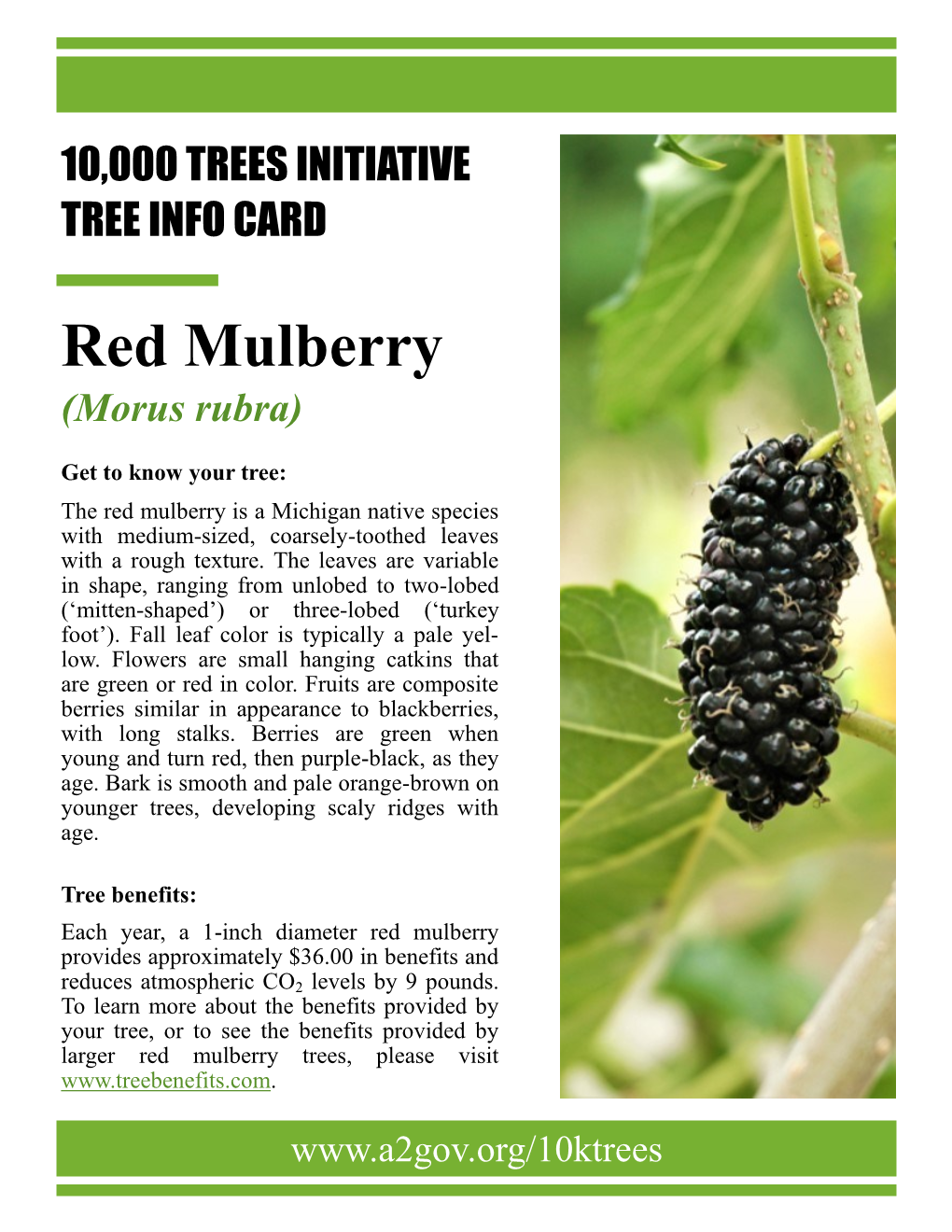 Red Mulberry.Pdf