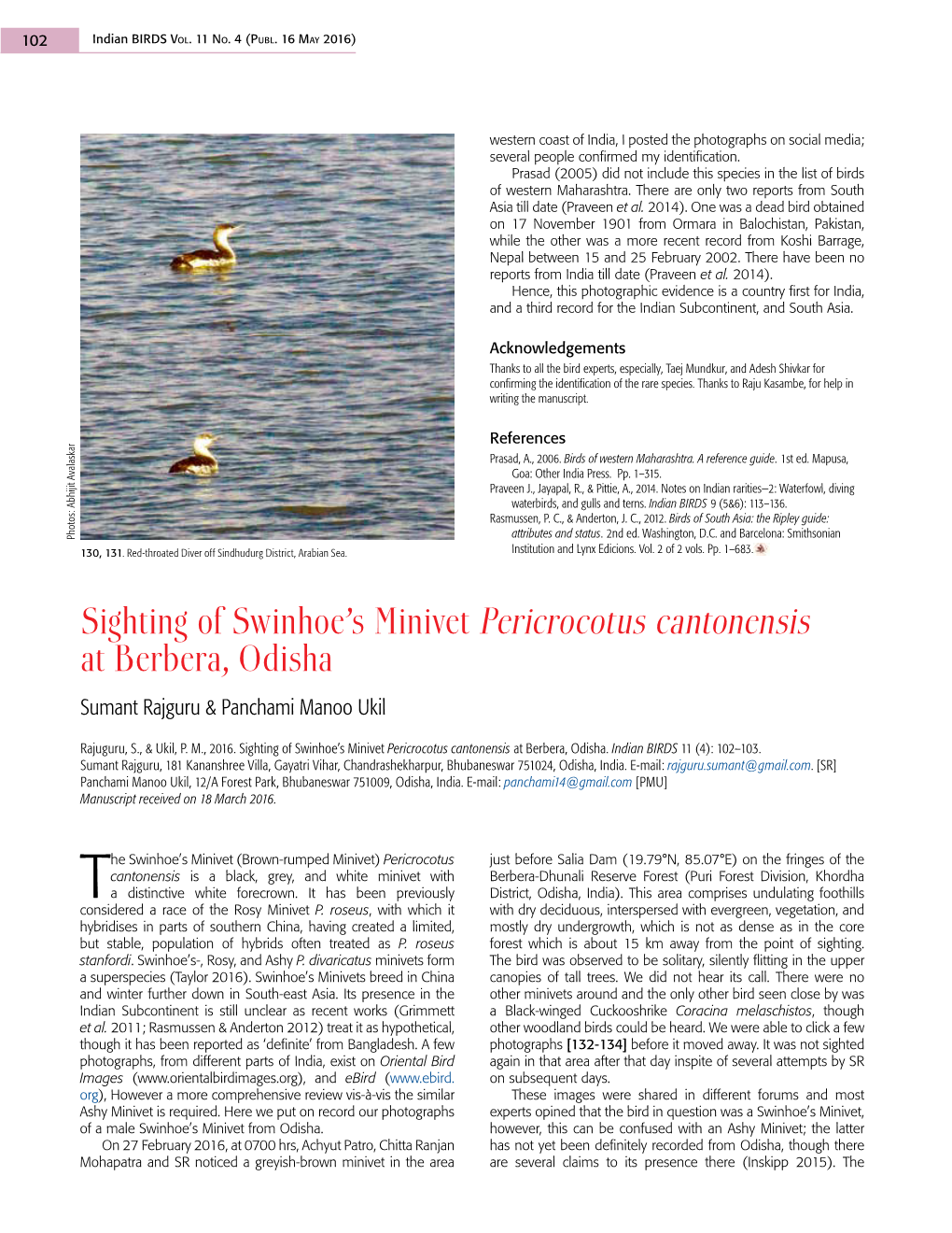 Sighting of Swinhoe's Minivet Pericrocotus Cantonensis At