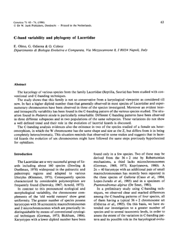 C-Band Variability and Phylogeny of Lacertidae