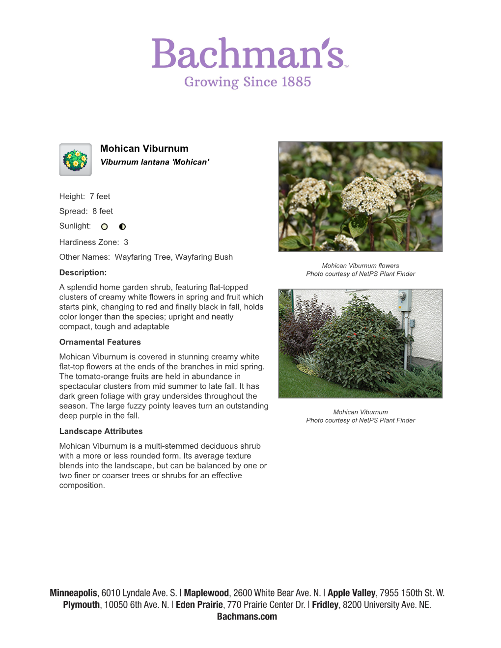 Bachman's Landscaping Mohican Viburnum