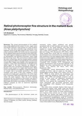 Retina Photoreceptor Fine Structure (Anas Platyrhynchos)