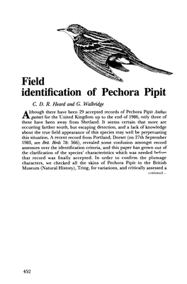 Field Identification of Pechora Pipit C