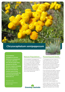 Chrysocephalum Semipapposum