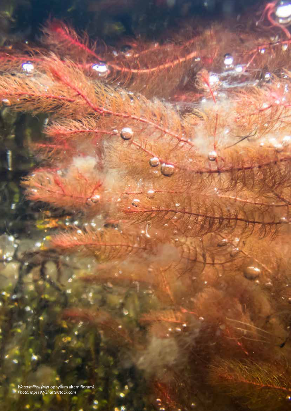 (Myriophyllum Alterniflorum). Photo: Mps197/Shutterstock.Com 53 4.4