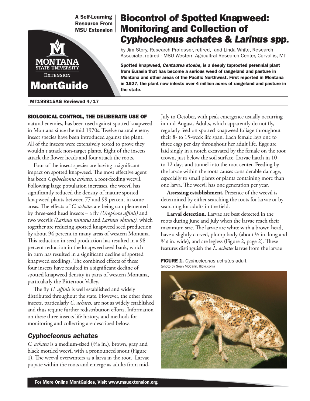 Biocontrol of Spotted Knapweed: Monitoring and Collection of Cyphocleonus Achates & Larinus Spp