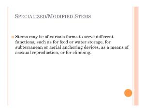 SPECIALIZED/MODIFIED STEMS Stems May Be of Various Forms To